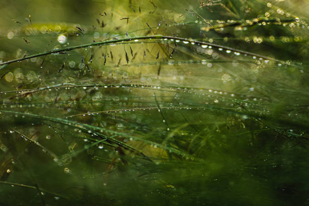 istock Dew drops on the grass. Morning. Rain 1494318332
