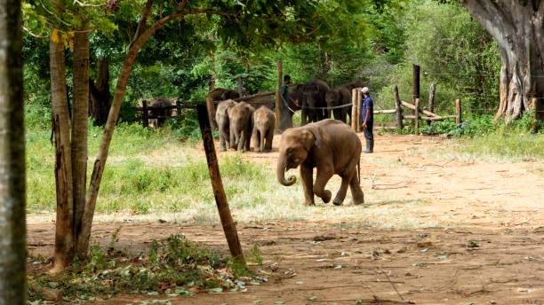 istock Little asian elephant in a nursery 1494319355