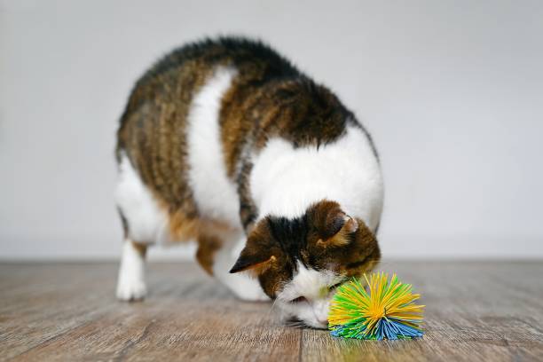 istock Cute tabby cat looking curious to a toy ball on the floor, 1494319584