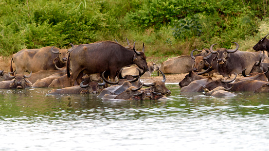 A herd of water buffalo is laying in the water in a park in Sri Lanka