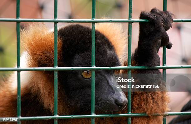 Red Ruffed Lemur Stock Photo - Download Image Now - Animal, Animals In Captivity, Bear