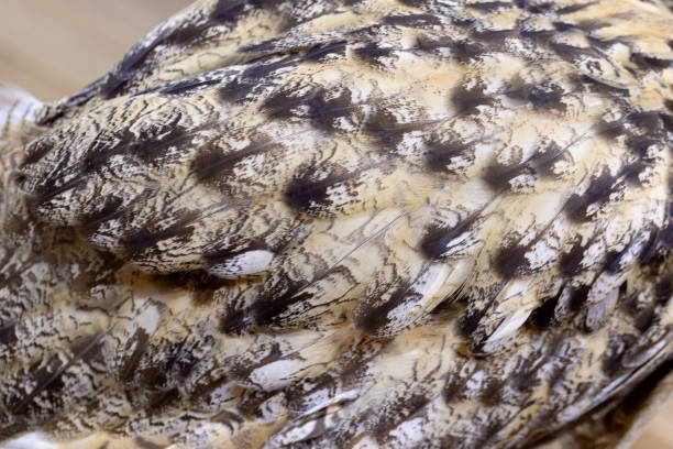 istock Bubo wing feather pattern It is the largest owl that lives in Siberia. 1494319869