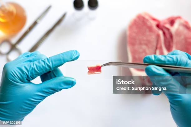 Microscope Forseps Scientists Use Forceps To Prepare Meat Specimens On A Microscope Slide ...