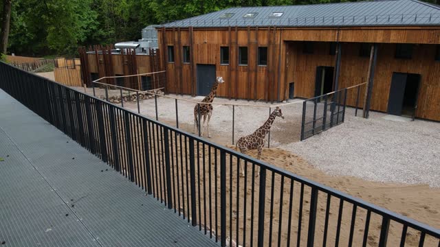 Drone footage of the enclosure of the northern giraffe with metal fence