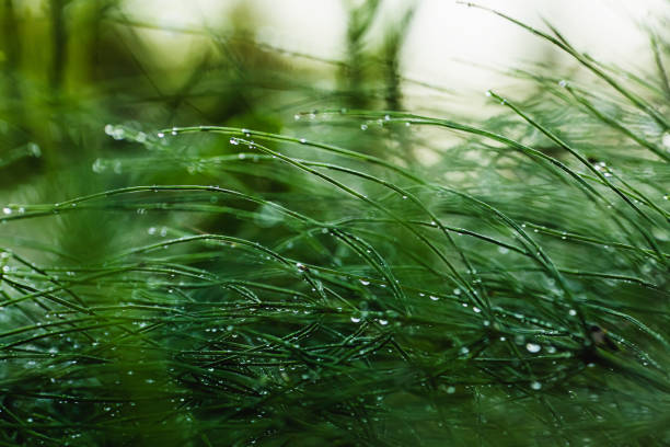 gocce di rugiada sull'erba. mattina. pioggia - leaf defocused dew focus on foreground foto e immagini stock