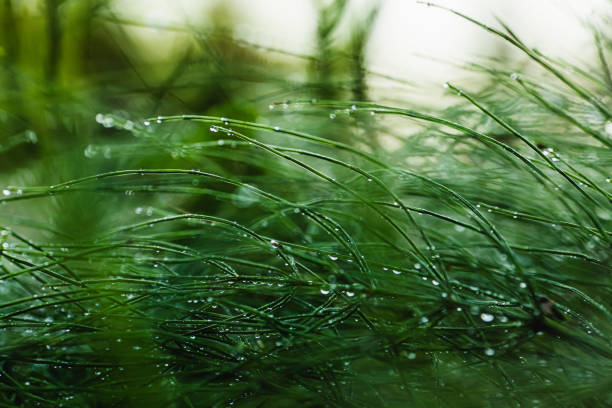 капли росы на траве. утро. дождь - leaf defocused dew focus on foreground стоковые фото и изображения