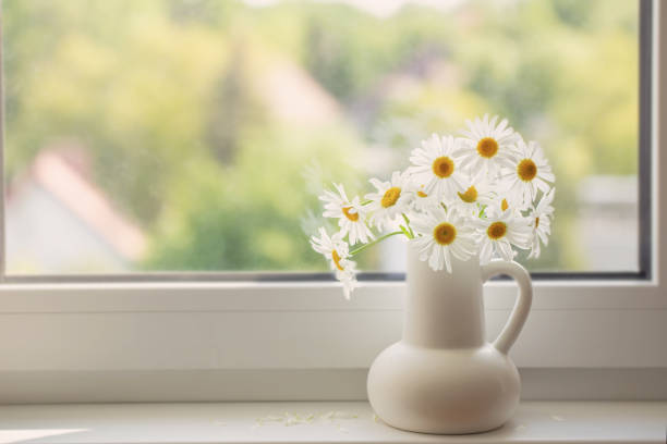 istock chamomile flowers in white jug on window sill 1494322770