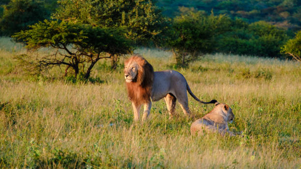 afrykańskie lwy podczas safari w parku narodowym krugera w rpa - lion sands zdjęcia i obrazy z banku zdjęć