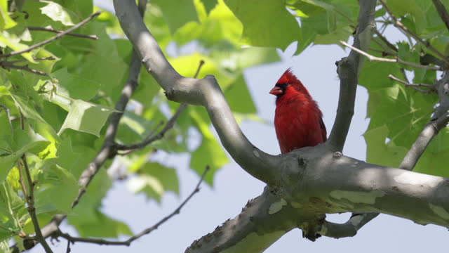 Northern Cardinal, Virginia