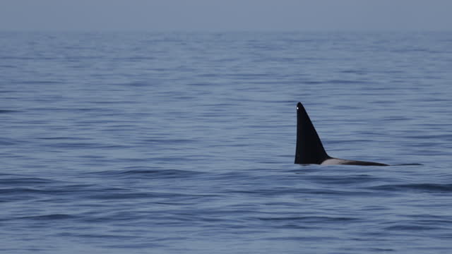 Orcas, Monterey, California