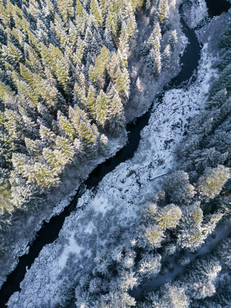 istock Morning view of the snow covered forest 1494325744