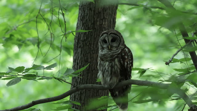 Barred Owl, Washington DC