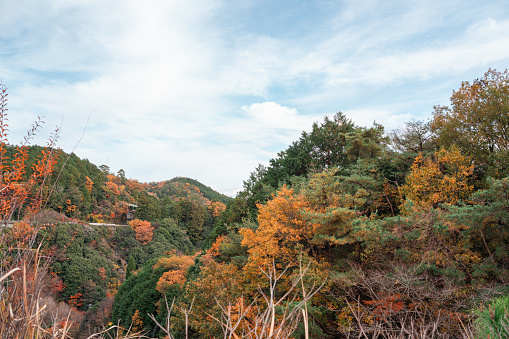 Minoh Park autumn colorful forest mountain in Osaka, Japan