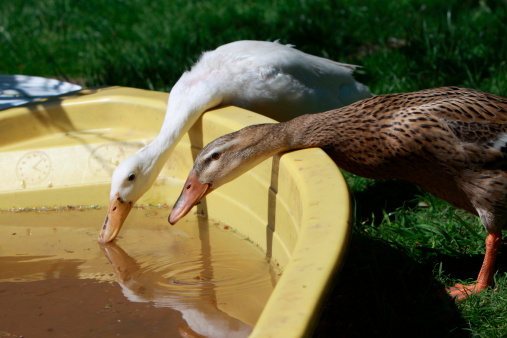 Two drinking ducks