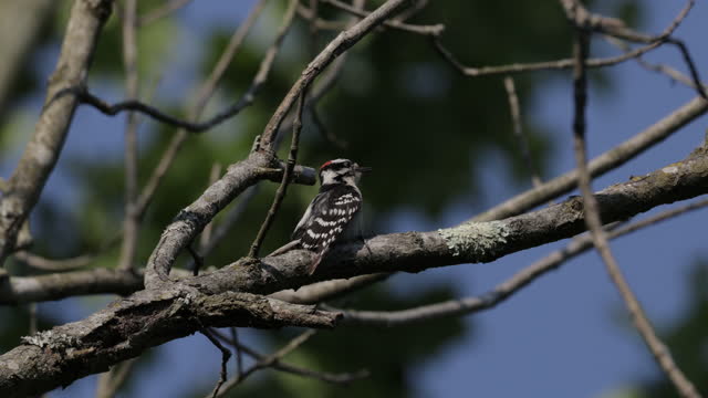 Hairy Woodpecker, Washington DC
