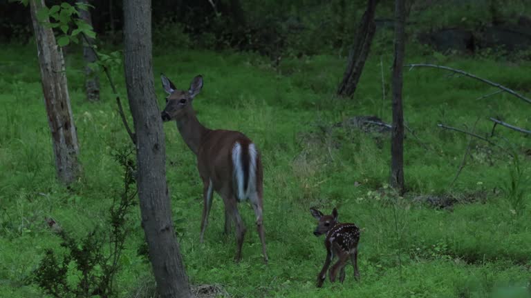 Feeding Baby Fawn, White-tailed Deer, Virginia