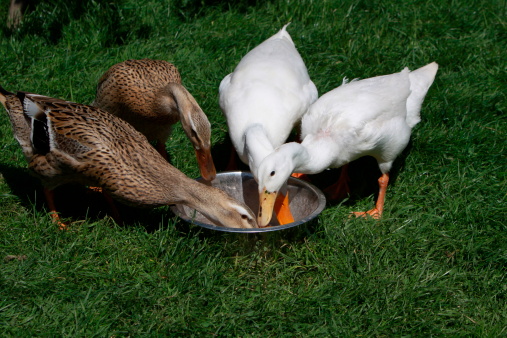 Four ducks on the food bowl