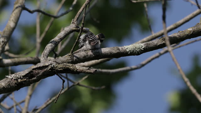 Hairy Woodpecker, Washington DC