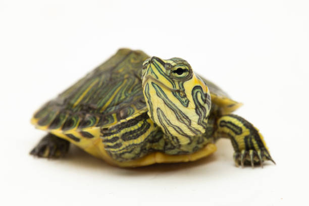 istock The yellow-bellied slider turtle (Trachemys scripta scripta) on white background 1494327892