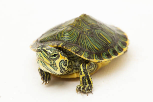 istock The yellow-bellied slider turtle (Trachemys scripta scripta) on white background 1494327899