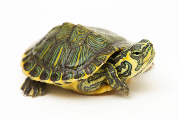 istock The yellow-bellied slider turtle (Trachemys scripta scripta) on white background 1494327919