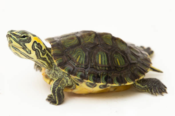 istock The yellow-bellied slider turtle (Trachemys scripta scripta) on white background 1494328228