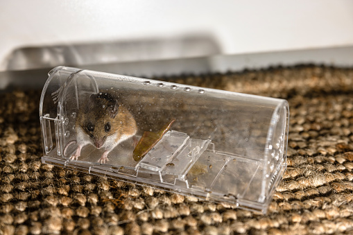 Gray house mouse caught in contemporary, transparent mousetrap. Rodent looking at camera through the plastic trap