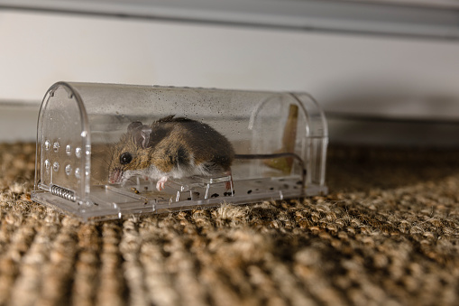 Gray house mouse caught in modern transparent mousetrap