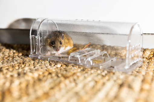 Gray house mouse caught in modern transparent mousetrap on the carpet. Focus on mouse
