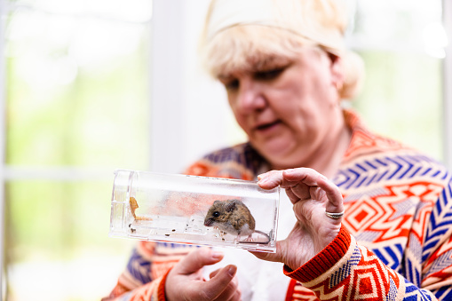 Senior blonde short haired woman's humane approach to rodents problem. Gray house mouse caught in modern transparent mousetrap