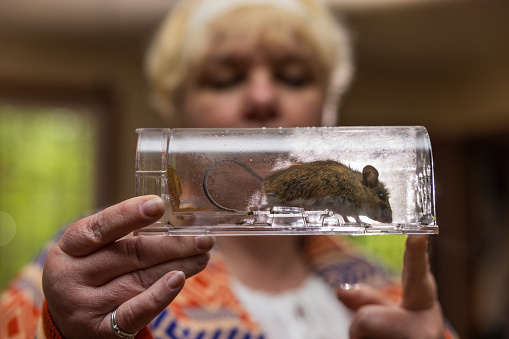 Gray house mouse caught in modern transparent mousetrap. A harm free solution to your pest problems