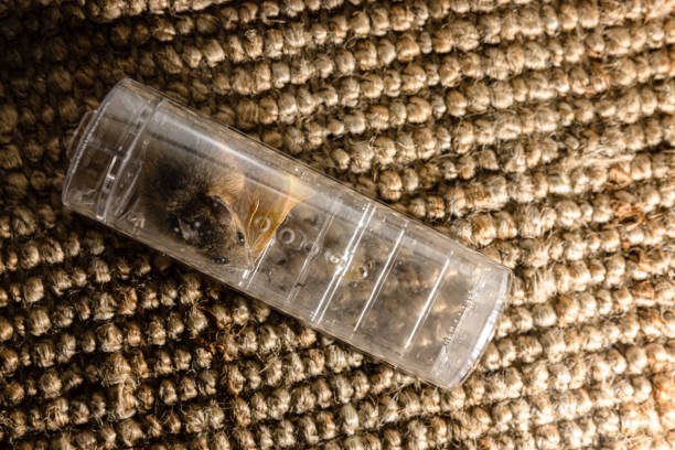 Small but fierce: The struggle of a mouse caught in a mousetrap. Gray house mouse caught in modern transparent mousetrap on carpet