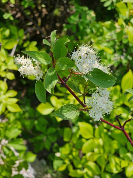 istock Spring white flowers and green leaves 1494329979