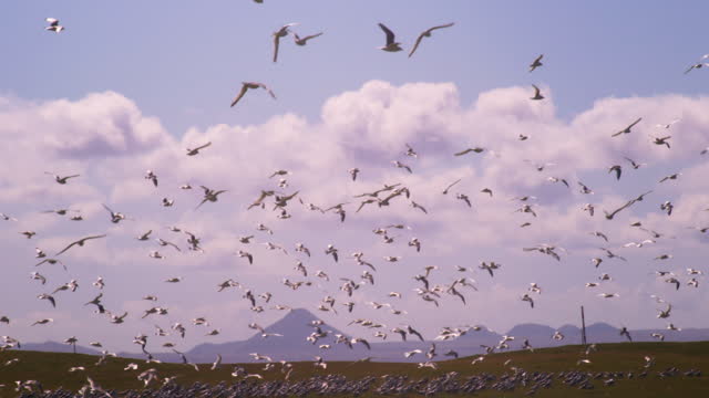 Large seagull flock flying in slow motion, vintage film, Reykjavik Iceland