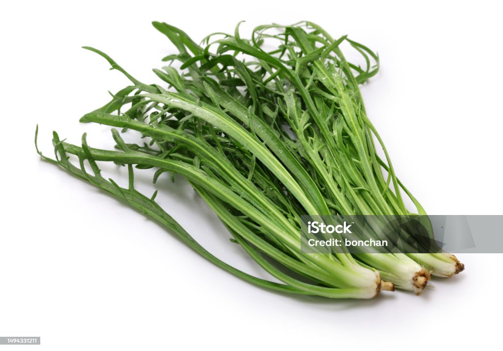Erba Stella, Buck's Horn, Italian vegetable Close-up Stock Photo