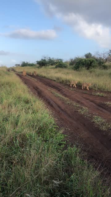 6 Lions and Cubs walk towards a watering hole in a line