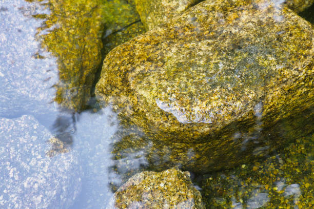 picture of rocks under the water surface of a pond