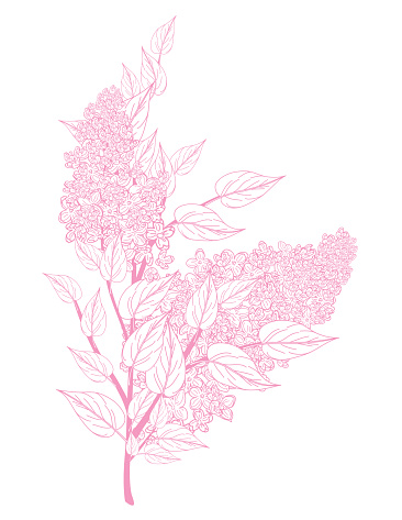 Lilacs Outlined Silhouette On A Transparent Background. (there is no white in the illustration file)