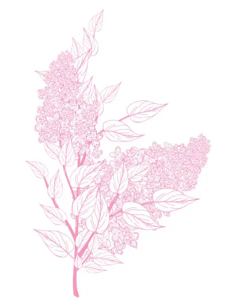 Vector illustration of Lilacs Outlined Silhouette On A Transparent Background
