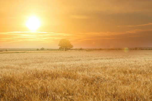 Background of ripening ears of meadow wheat field. Beautiful rural scenery under shining sunlight. Wheat field, ears of golden wheat.