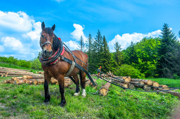 A horse working in the forest. Using a horse for pulling logs in forestry. Carpathian Mountains, Slovakia.