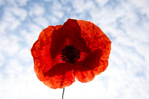 Poppy flower against blue sky