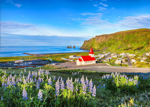 Breathtaking view of Vikurkirkja christian church in blooming lupine flowers. Most popular tourist destination. Location: Vik village in Myrdal Valley, Iceland, Europe.