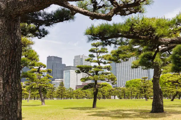 Kokyo Gaien National Garden, the outer gardens of the Imperial Palace in Tokyo, Japan, with skyscrapers in the background