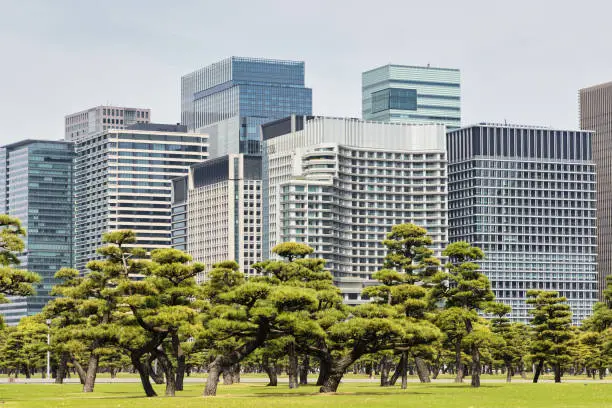 Kokyo Gaien National Garden, the outer gardens of the Imperial Palace in Tokyo, Japan, with skyscrapers in the background