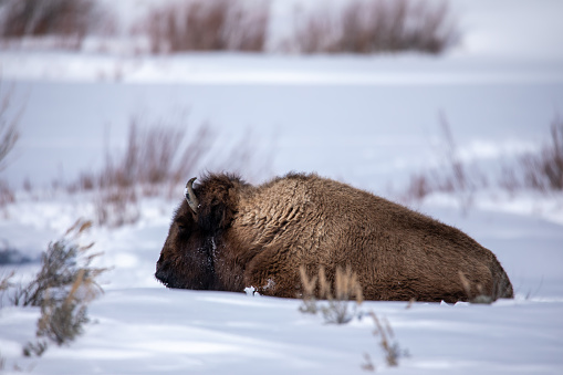 Bison in Yellowstone