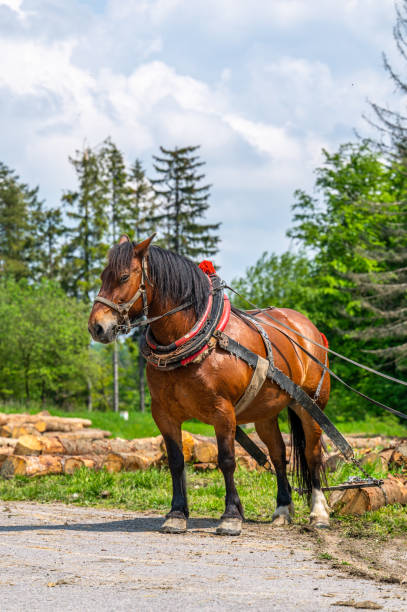 istock A horse working in the forest. Using a horse for pulling logs in forestry. Carpathian Mountains, Slovakia. 1494334218