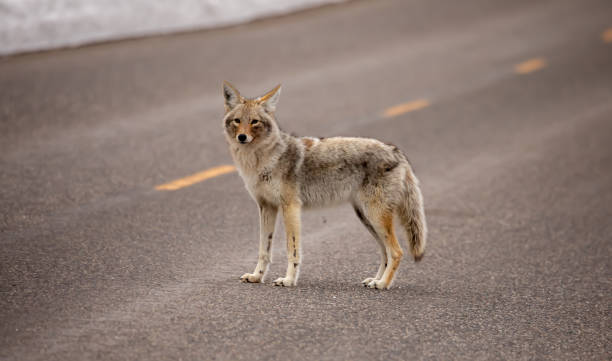 istock Coyote en Yellowstone 1494334290