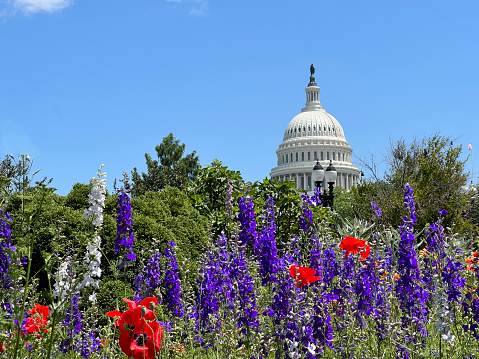 Capitol Hill building under bright skies and behind flowers and bushes