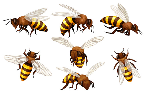 Set of bees. Collection of yellow and black insects with wings. Animal of honeybee. Wasp, bumblebee or hornet. Beekeeping and apiary. Realistic vector illustrations isolated on white background